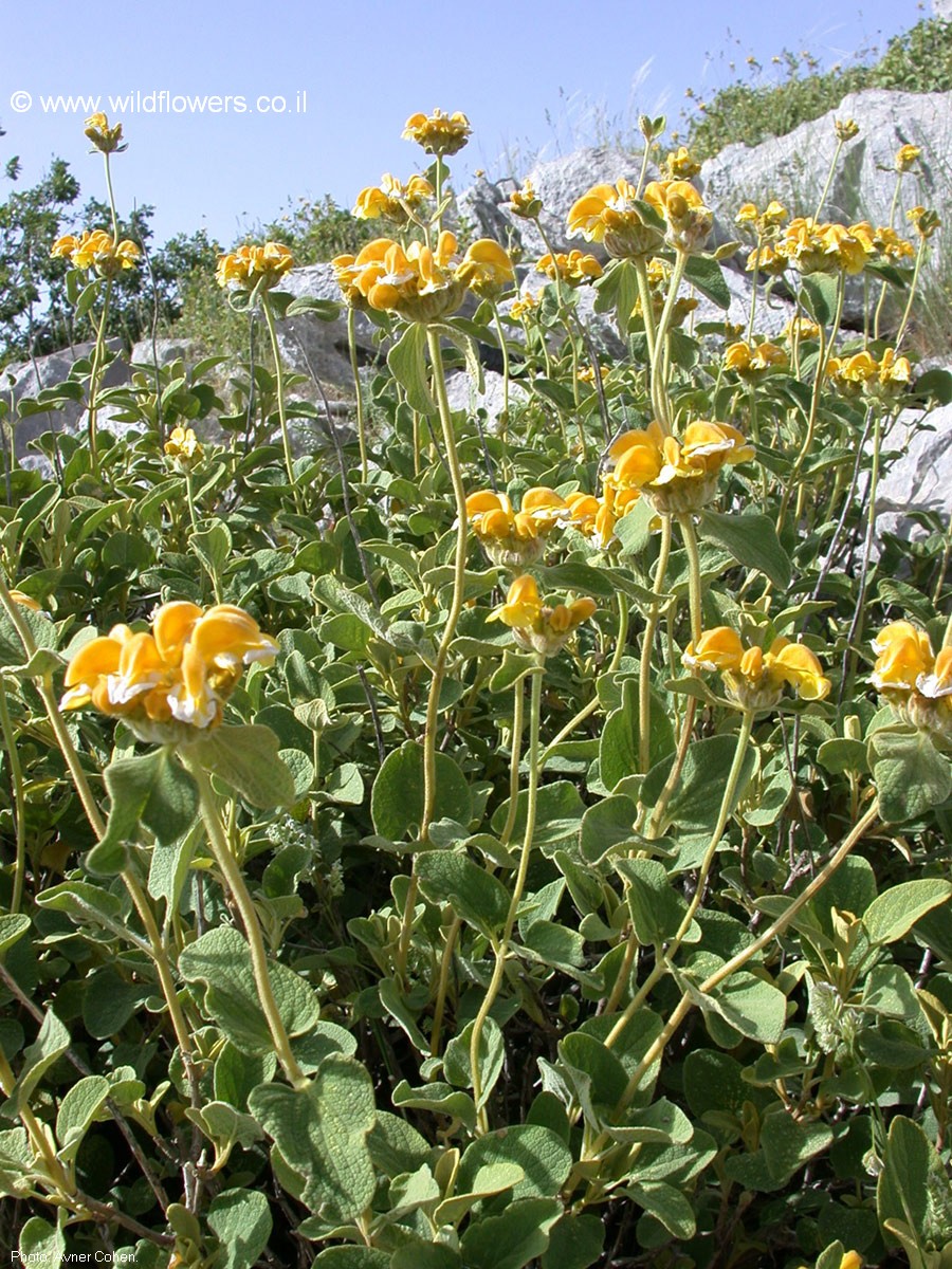 Phlomis chrysophylla